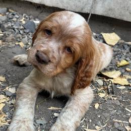 Loki - Lemon and white male English Springer Spaniel puppy in Coeur D'alene, Idaho from Springer Hollow