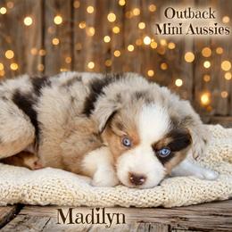 Madilyn - Red merle female Australian Shepherd puppy in Ranger, Texas from Outback Mini Aussies