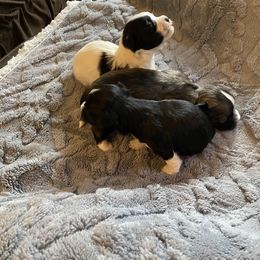 Havanese and Labrador Retriever Puppies from Hudson Valley Labradors and Havanese of Claverack