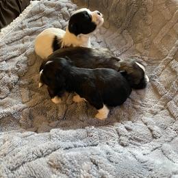 Havanese and Labrador Retriever Puppies from Hudson Valley Labradors and Havanese of Claverack