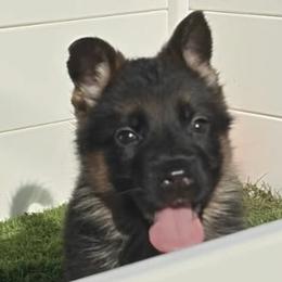 Girl 1 - Black and red female German Shepherd puppy in Rockfield, Kentucky from Cheveyo German Shepherds