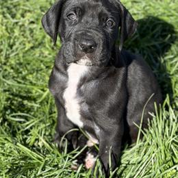 Timon - Black male Great Dane puppy in Scottsburg, Virginia from Virginia Great Danes