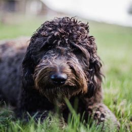 Aussiedoodles and Double Doodles from Black Canyon Doodles