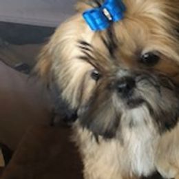 Coco - Gold and white Shih Tzu puppy in Houston, Texas from G&G Shih Tzu World