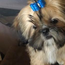 Coco - Gold and white Shih Tzu puppy in Houston, Texas from G&G Shih Tzu World