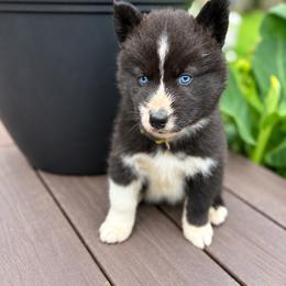 Mira - Black and white female Siberian Husky puppy in Oakwood, Ohio from Moonlight Siberian Huskies
