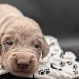 Bandit - male Long Haired Weimaraner puppy in Evart, Michigan from Drehbar Weimaraners