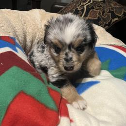 Xavier - Blue merle male Miniature Australian Shepherd puppy in Godley, Texas from Nana and Paws Aussies