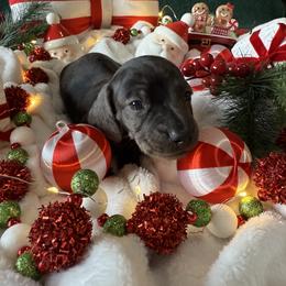 Dachshund Puppies from Jeff & Joette