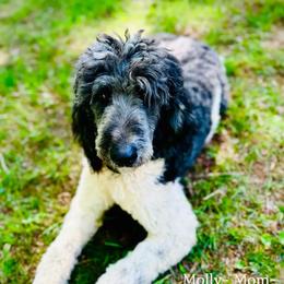 Molly - Aussiedoodle