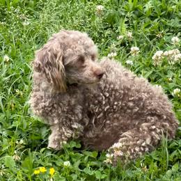 Coconut - Poodle