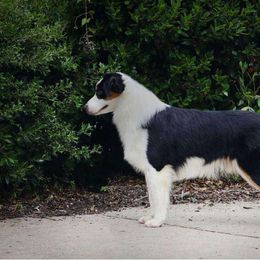 Vibe - Miniature American Shepherd