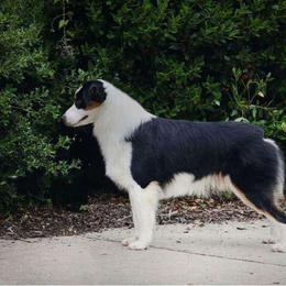 Vibe - Miniature American Shepherd
