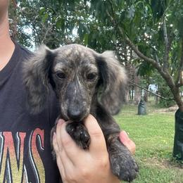 Krazy Acre Farm Lucy - Brindle female Dachshund puppy in Willow Springs, Missouri from Krazy Acre Farm