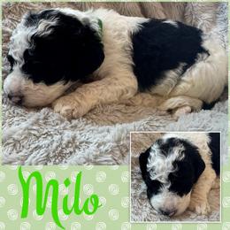 Milo (Green3) - Parti male Goldendoodle puppy in Ankeny, Iowa from Iowadoodles2love