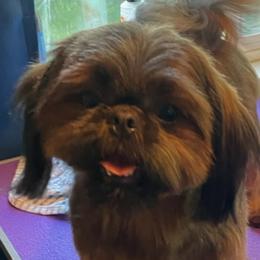 Aspen - Shih Tzu