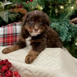 Barbie - Red tri-color female Assorted Doodle Crosses puppy in Randolph, Utah from Dry Canyon Pups