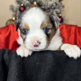 Frost - Blue merle male Toy Australian Shepherd puppy in Albia, Iowa from J Bar M Toy and Mini Aussies