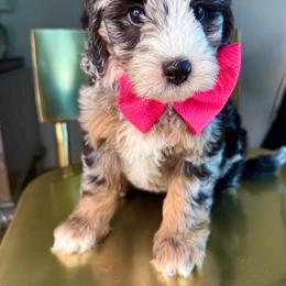 Lavender - Blue merle female Bernedoodle puppy in Curtice, Ohio from The Pink Doghouse