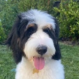 Finley - Bernedoodle