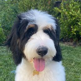 Finley - Bernedoodle