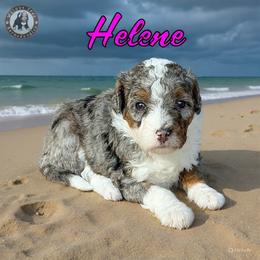 Helene - Blue merle female Bernedoodle puppy in Banner Elk, North Carolina from Walnut Tree Bernedoodles