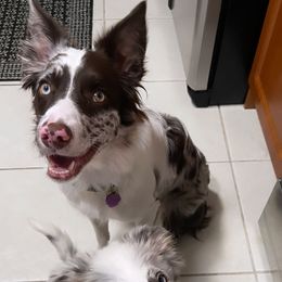 Border Collie Puppies from South Florida Stock Dogs
