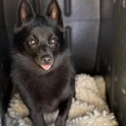 Schipperkes from Curtin Creek Schipperkes