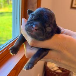 Cider - Sable male Shih Tzu puppy in Erin, New York from HonorRae Shih Tzu