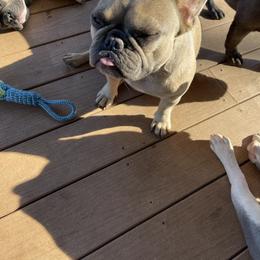 French Bulldog All Grown Up from Blueridge Frenchies