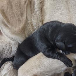 Purple girl - Black female Labrador Retriever puppy in Nacogdoches, Texas from Westlane Dogs