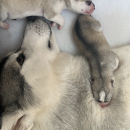 Siberian Husky Puppies from Sassenach Siberians
