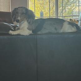 Weenie - Dachshund