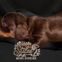 Cash (yellow) - Chocolate and tan male Dachshund puppy in South Fulton, Tennessee from Stiles' Mini Doxies