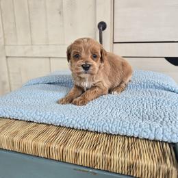 Rory - Red  female Goldendoodle puppy in Floyd, Virginia from Hearts and Paws Poodles and Doodles