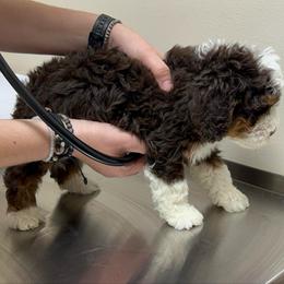 Lucky - Tri-color male Bernedoodle puppy in Los Angeles, California from Bernied00dle Love