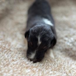 Tri Male 3 - Black white and tan male Shetland Sheepdog puppy in Shirley, Arkansas from Lucky Pups