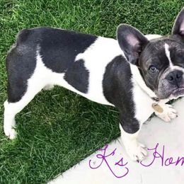 Dachshunds and French Bulldogs from K’s Homestead