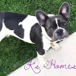 Dachshunds and French Bulldogs from K’s Homestead