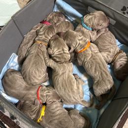 Ruby - Silver gray female Weimaraner puppy in Waverly, New York from Always Faithful Weimaraners