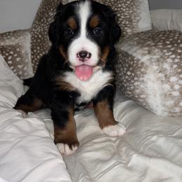 Bernese Mountain Dog Puppies from J & J Meadows
