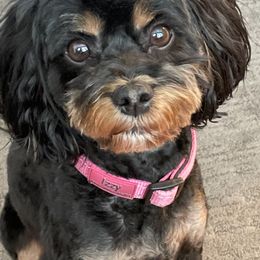 Cavapoo All Grown Up from The Cavapoo Family