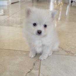 Isabella - White female Pomsky puppy in Long Grove, Illinois from Windy City Pomsky
