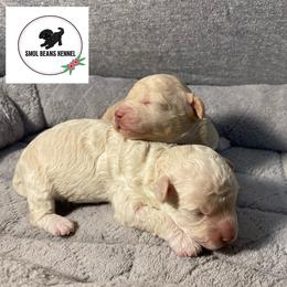 Shihpoo Puppies from Smol Beans Kennel