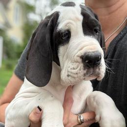 Rhapsody - Mantle female Great Dane puppy in Cadillac, Michigan from Garrow Danes House of Blues
