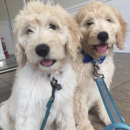 Goldendoodles from Baby-Blu Doodles