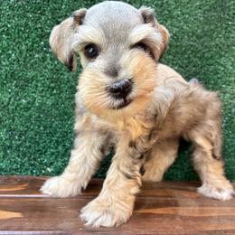 Morty - Salt and pepper male Miniature Schnauzer puppy in Menifee, California from Moonshine’s Minis