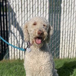 Nutmeg - Labradoodle