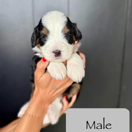 Male 3 - Tri-color male Bernedoodle puppy in Nampa, Idaho from Boise Bernedoodles