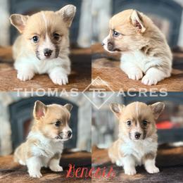 Genesis - Red female Pembroke Welsh Corgi puppy in Raymond, Illinois from Thomas Acres